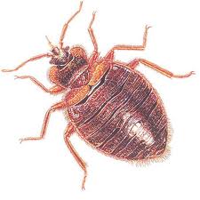 ants