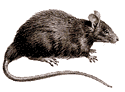 rodents