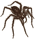 spiders