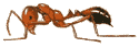 ants