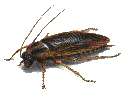 roaches