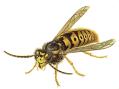 flying insects